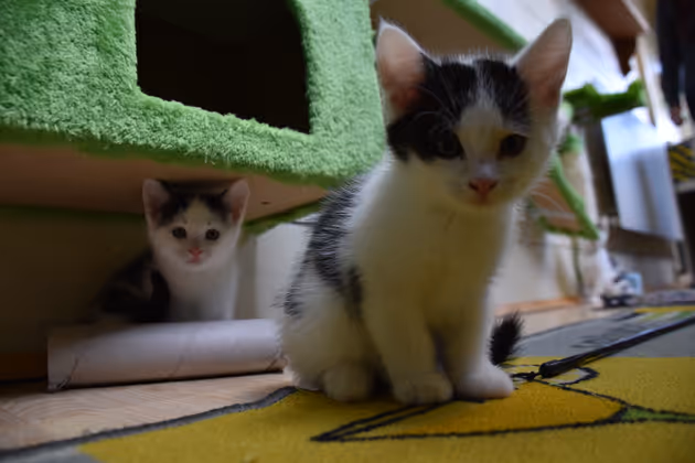 Ein halbes Jahr alt sind die jüngsten Bewohner des Schwazer Katzenheimes.