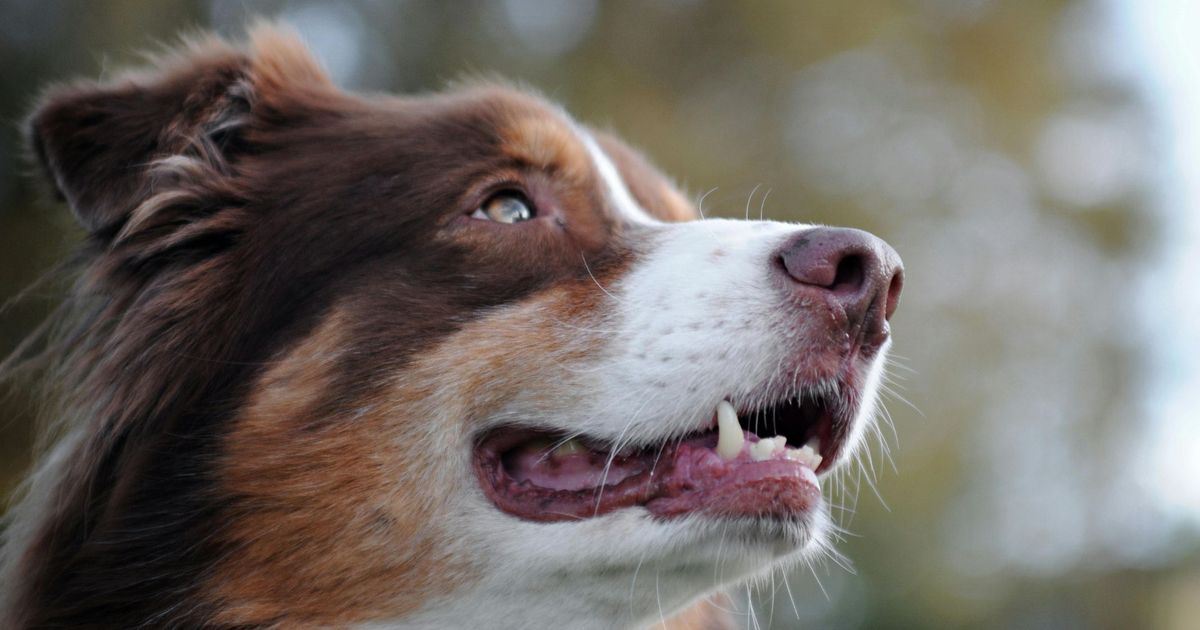 Vierj-hriges-Kind-auf-F-ssener-H-tte-von-Hund-ins-Gesicht-gebissen