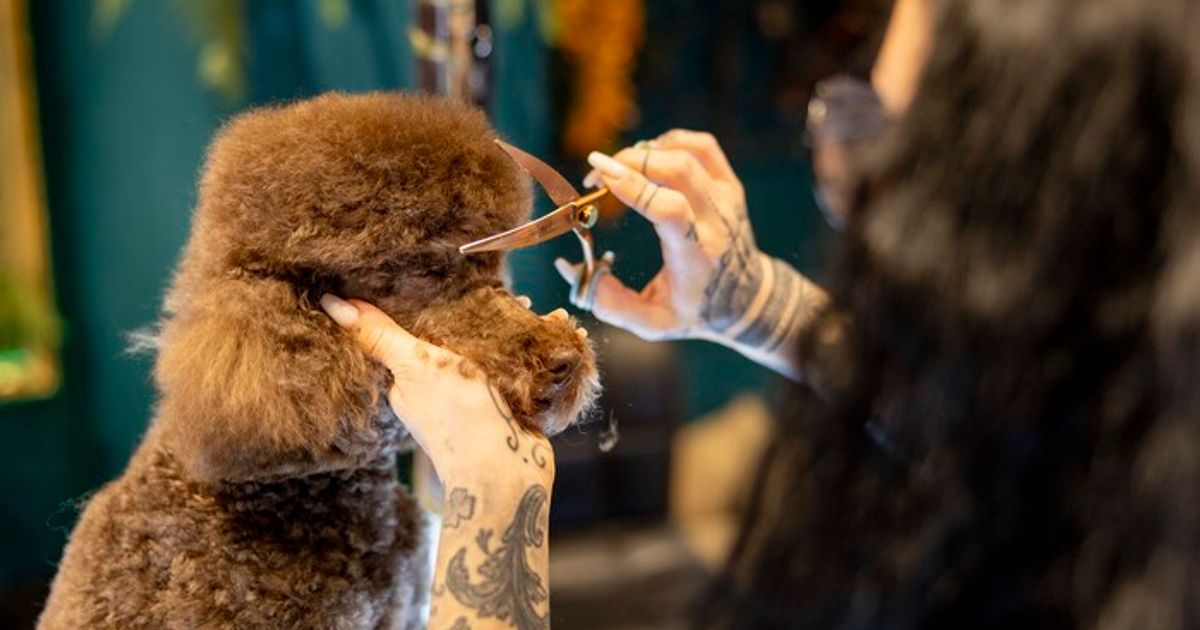 Bobbi-macht-Fellness-Ein-Besuch-beim-Hundefriseur-in-Aldrans