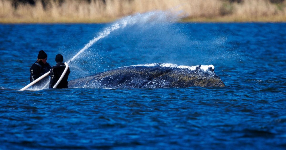 Buckelwal-mit-Sender-versehen-niedriger-Wasserstand-macht-Helfern-zu-schaffen