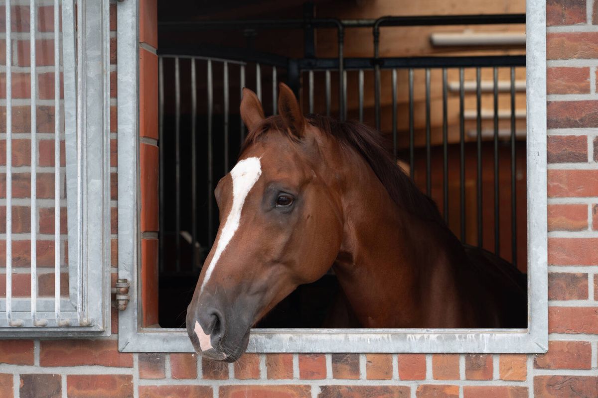 Mann soll sich an Pferden sexuell vergangen haben, Kamera filmte Tat in Osttirol