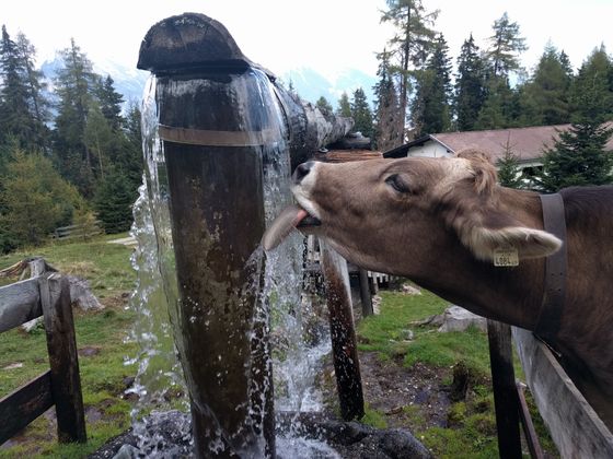 Kuh in der Nähe von der Mutterer Alm.