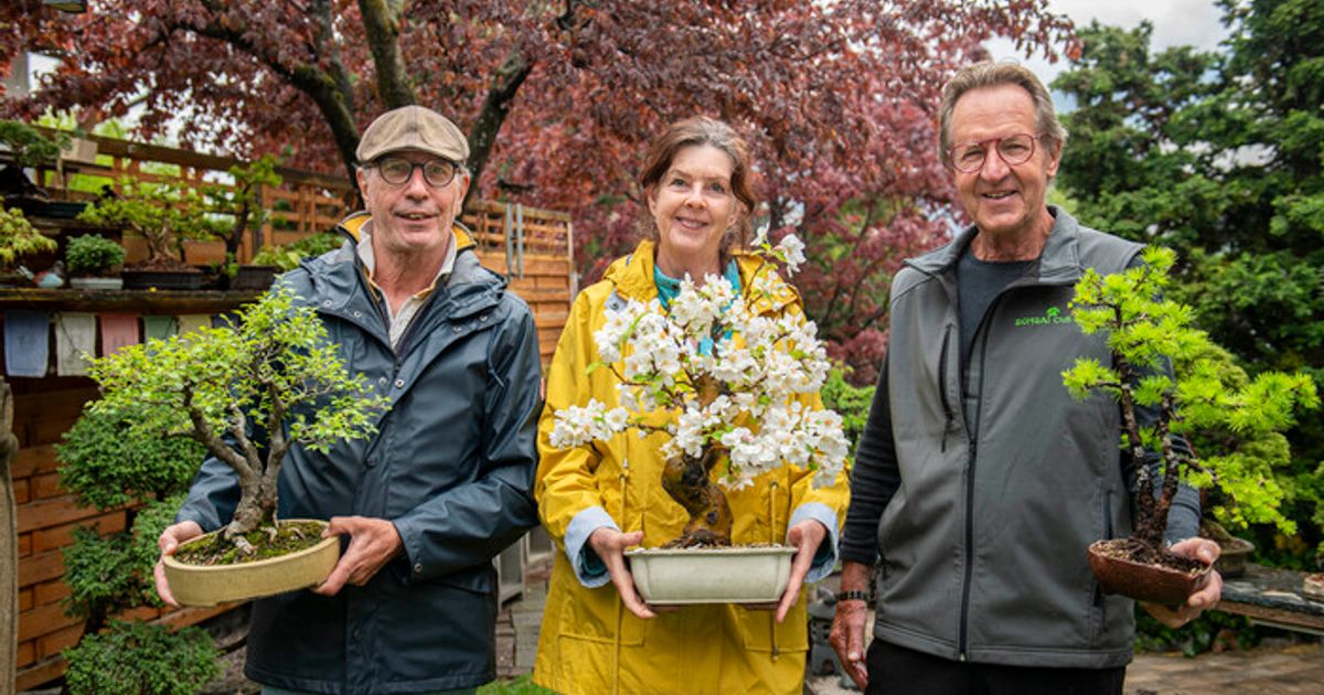 Kleiner-Baum-gro-e-Aufgabe-So-werden-Bonsai-B-ume-in-Birgitz-zu-Kunstwerken