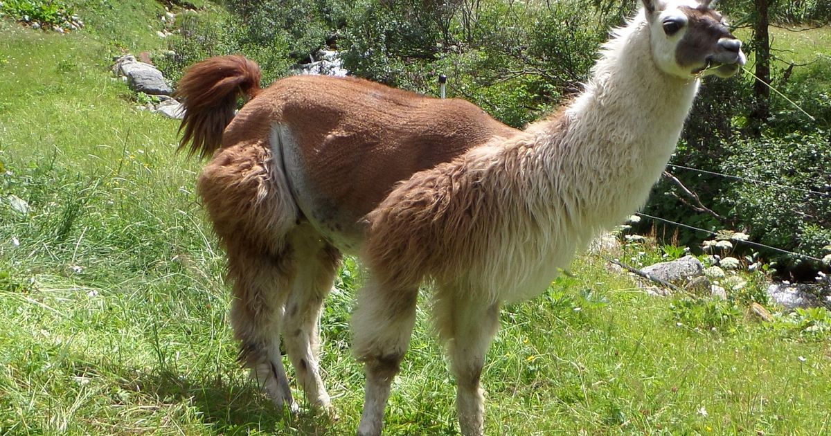Landwirtschaft-in-St-Johann-gekauft-Prominenter-Kitzb-heler-schl-gt-als-Bauer-auf