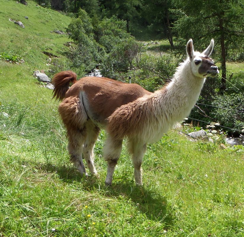 Landwirtschaft in St. Johann gekauft: Prominenter Kitzbüheler schlägt als Bauer auf