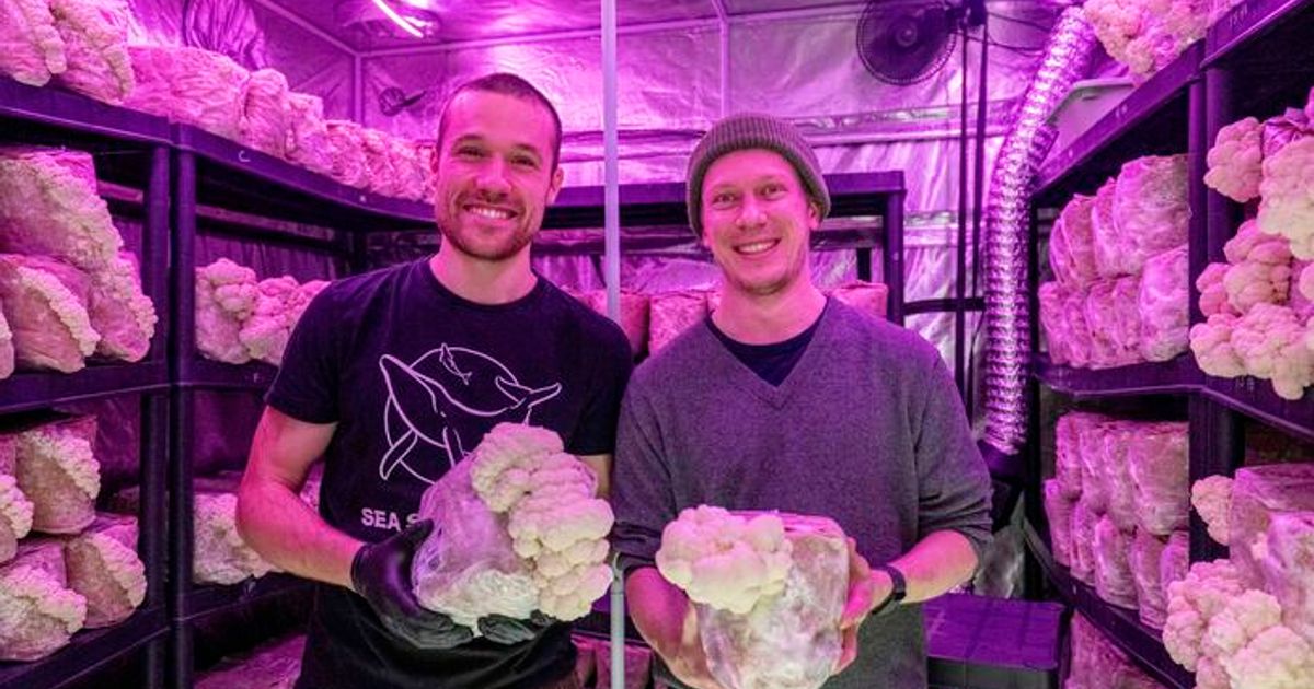 Vom-Zuchtzelt-auf-den-Teller-Wie-ein-Tiroler-Start-up-mitten-in-Innsbruck-Pilze-z-chtet