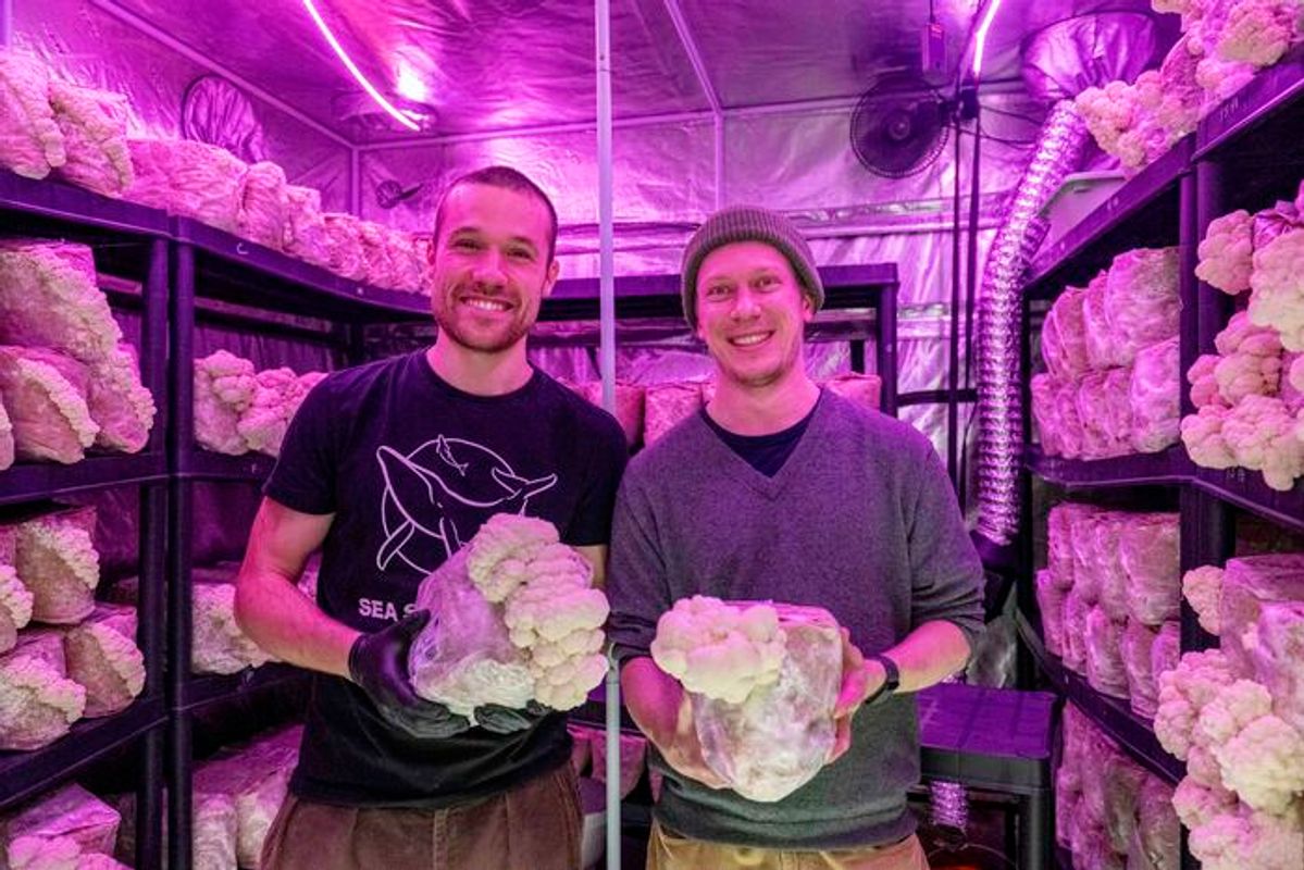 Vom Zuchtzelt auf den Teller: Wie ein Tiroler Start-up mitten in Innsbruck Pilze züchtet