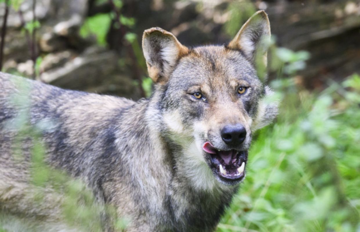 Tote, verletzte und vermisste Schafe: Wolf in Osttirol zum A