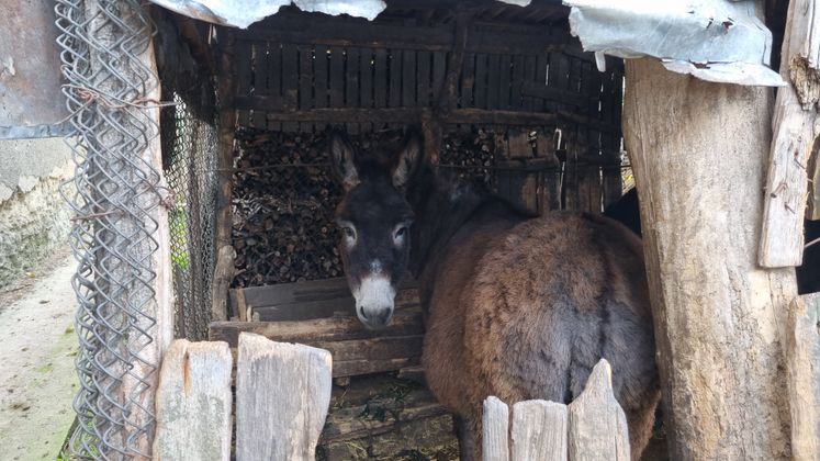 Zwei Esel helfen dabei, den Karren mit Holz für den Ofen aus dem Wald zu ziehen.