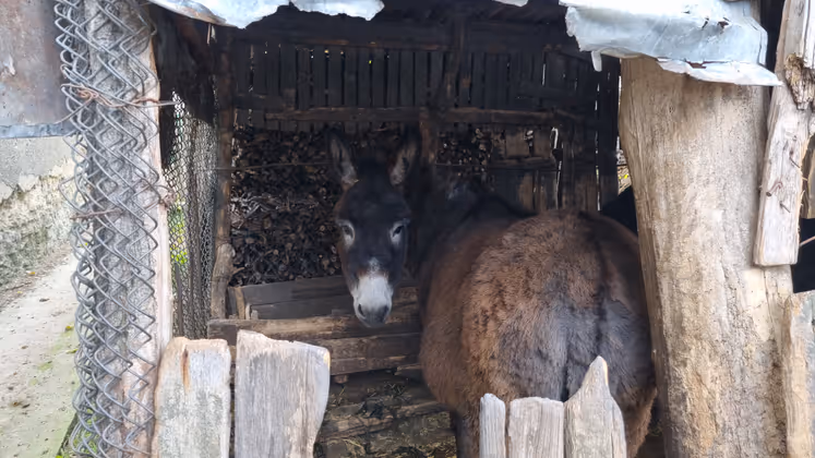 Zwei Esel helfen dabei, den Karren mit Holz für den Ofen aus dem Wald zu ziehen.