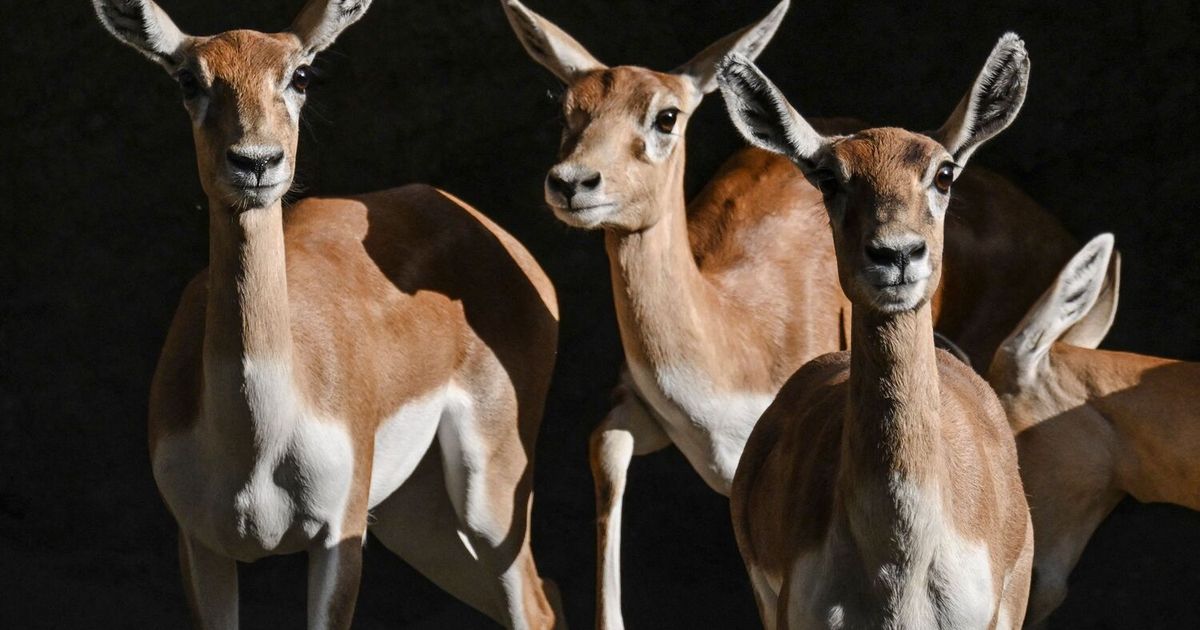 Antilope-von-Unbekannten-im-Tiergarten-Sch-nbrunn-erschossen
