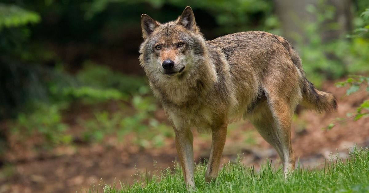 Hunters kill wolf in East Tyrol: Animal is now being examined in Innsbruck