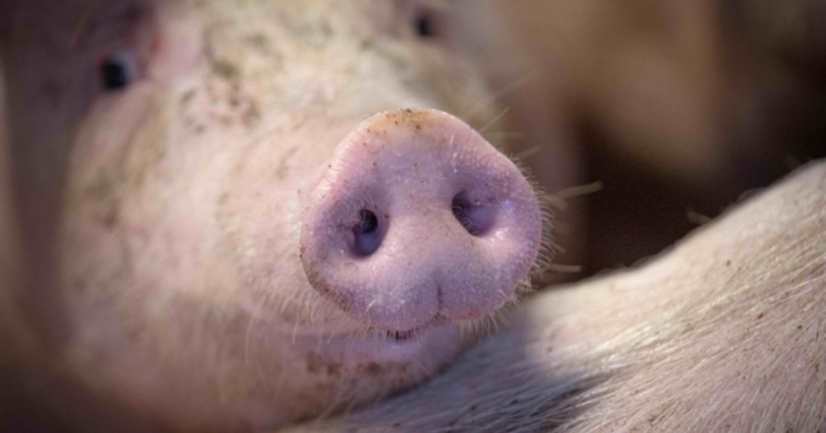 anteil-von-schweinefleisch-aus-besserer-haltung-steigt