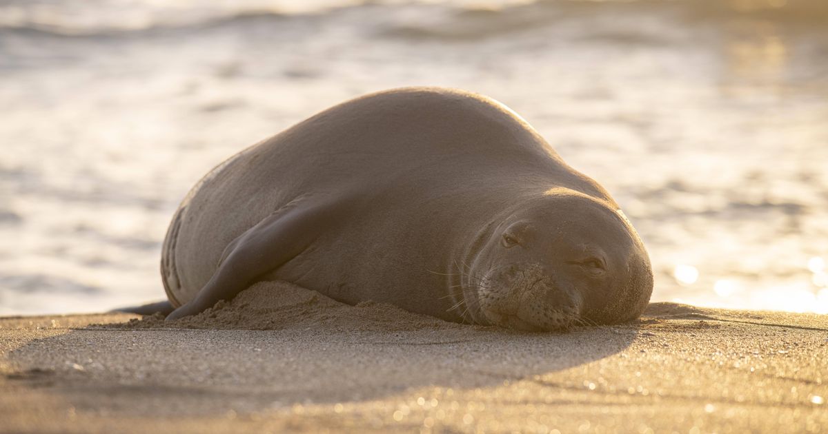 Rare-M-nchsrobbe-ruht-an-Adria-Strand-Aufruf-zum-Schutz-des-Tieres
