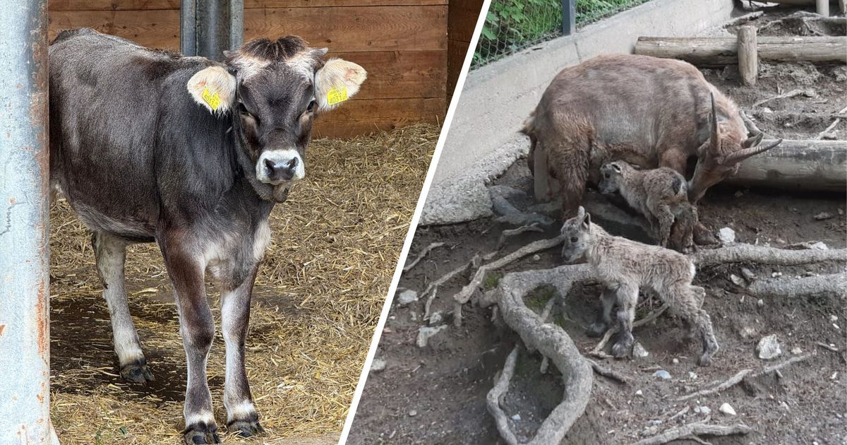 Flauschiger-Nachwuchs-ber-Innsbruck-Diese-Tierbabys-wuseln-durch-den-Alpenzoo