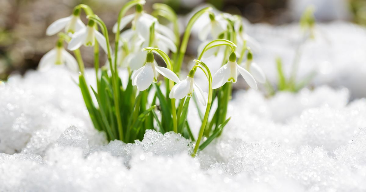 Naturliebhaber-zum-Mitmachen-aufgerufen-Kommt-der-Fr-hling-in-Tirol-immer-fr-her-