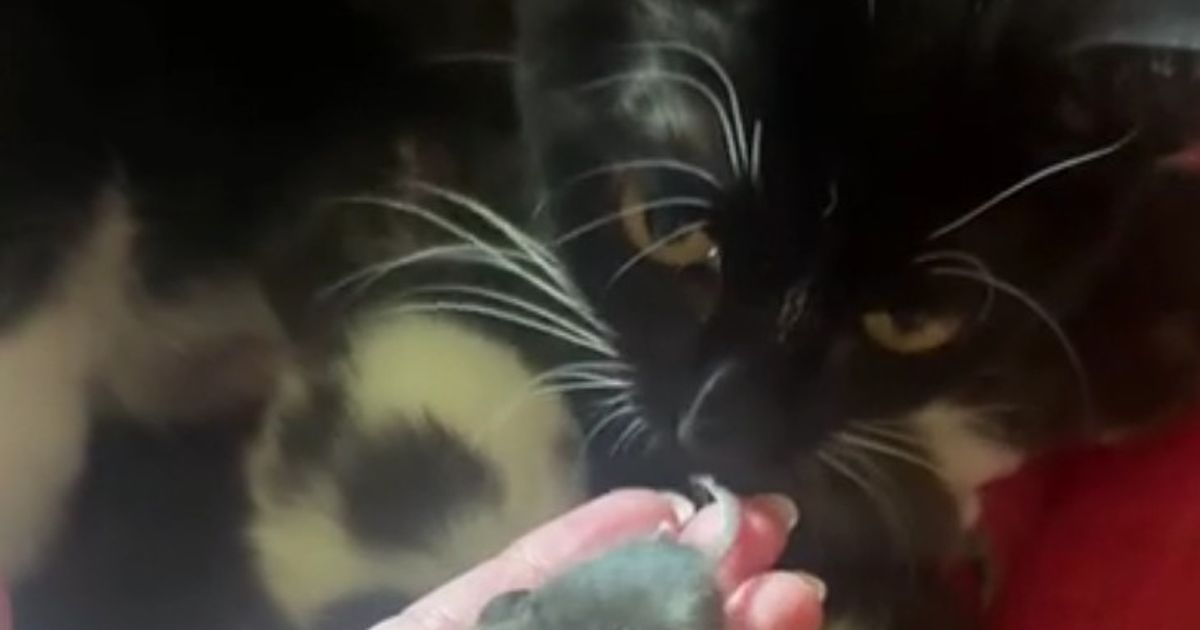 Katzenmama-adoptiert-Maus-das-Netz-feiert-sie