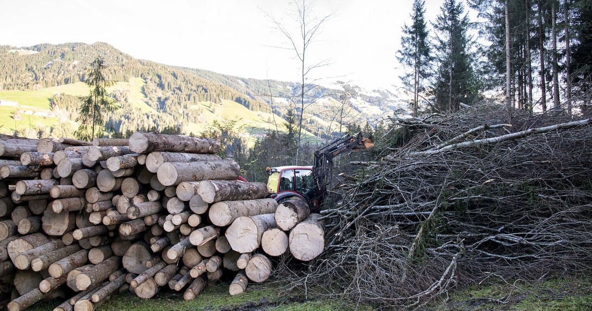 Tragseil-mit-Baumstamm-gerissen-Forstarbeiter-41-in-Neustift-t-dlich-verungl-ckt