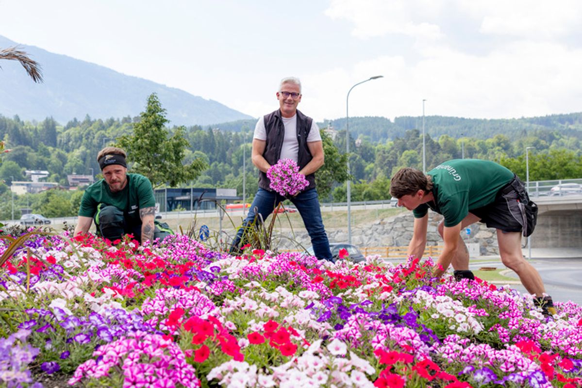 50.000 Sommerblumen und eine stolze Palme für die Stadt Innsbruck