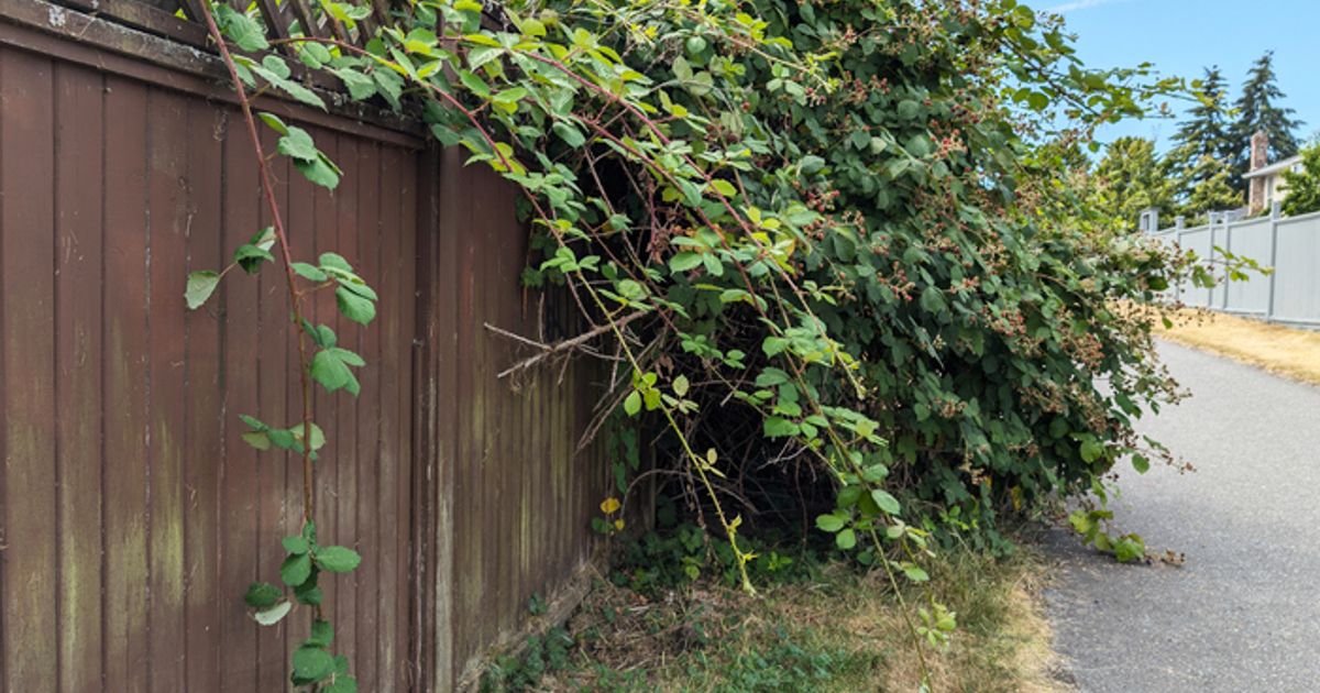 Durch-Dornen-aus-Nachbars-Garten-schwer-verletzt-Keine-Haftung-f-r-Stich-ins-Auge