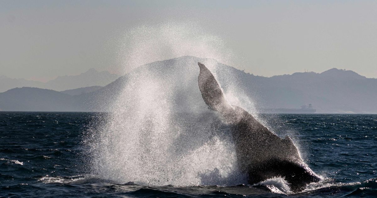 Humpback whale swallows kayaker - | and spits him out again | Tiroler ...