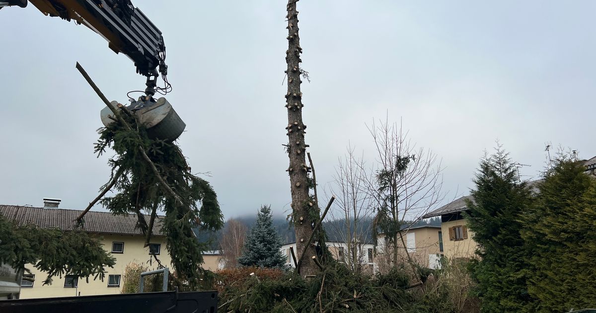 Umstrittene-Baumf-llung-im-Tiroler-Unterland-Mir-tut-das-Herz-weh-
