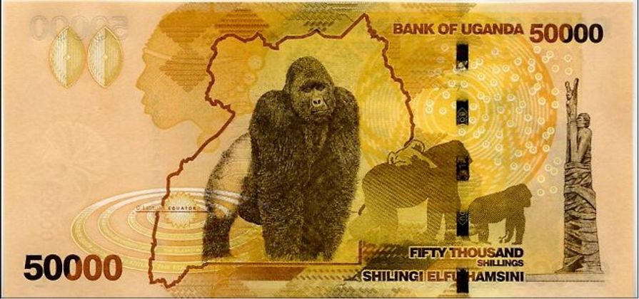 Eher zum Sieger 2010 machte die Banknote aus Uganda aber der Silberrücken-Berggorilla auf der Rückseite. Die IBNS-Mitglieder waren begeistert.