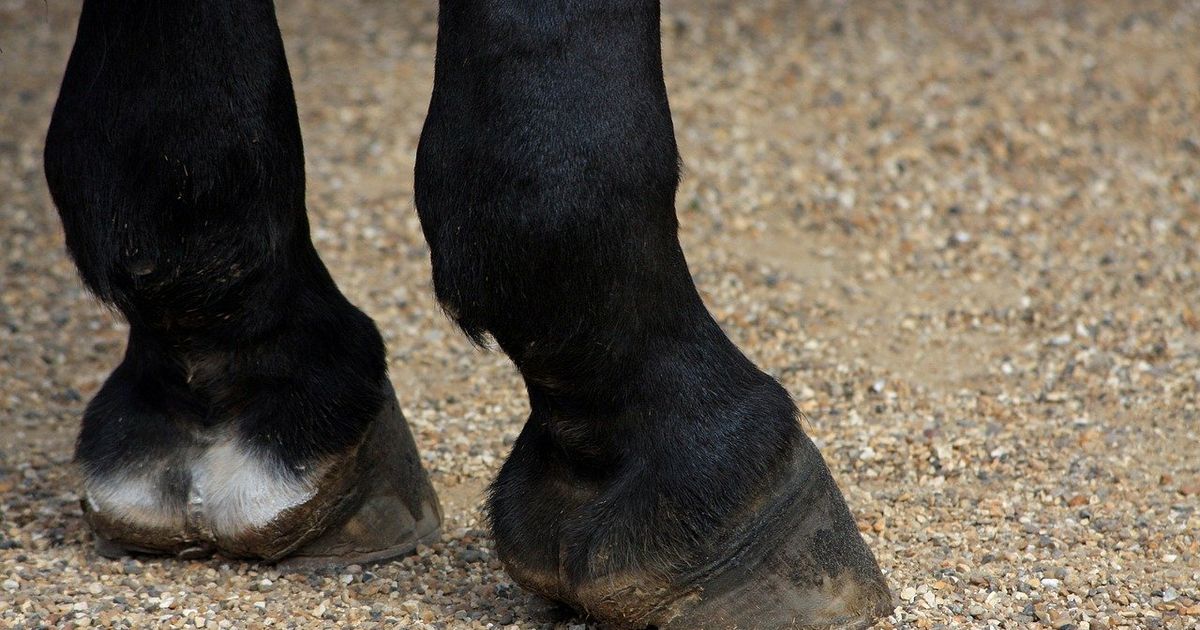 18-J-hrige-in-Volders-von-ausschlagendem-Pferd-getroffen-und-verletzt