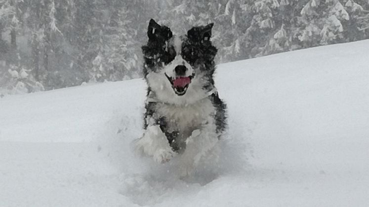 Spaß im Schnee: Akeela im Unterland.