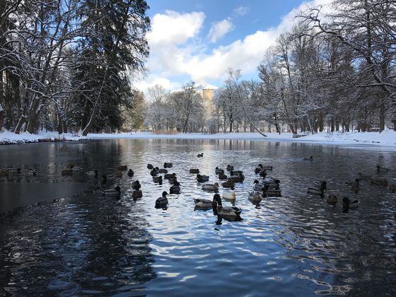 Den Enten ist es im Wasser nicht zu kalt.