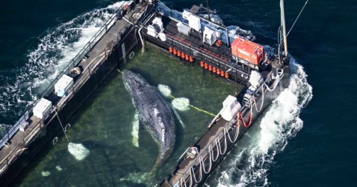 Transportboot-mit-gestrandetem-Buckelwal-am-Weg-zur-Nordsee