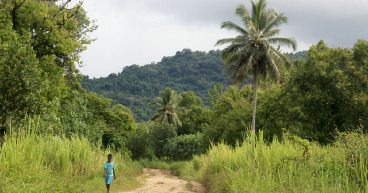 Vernichtete-Regenwald-Fl-chen-erholen-sich-wieder