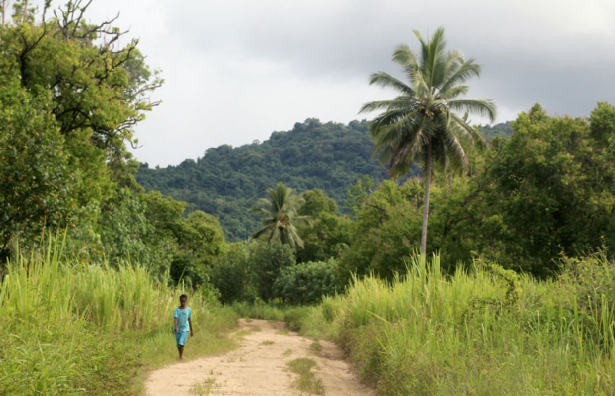 Vernichtete Regenwald-Flächen erholen sich wieder