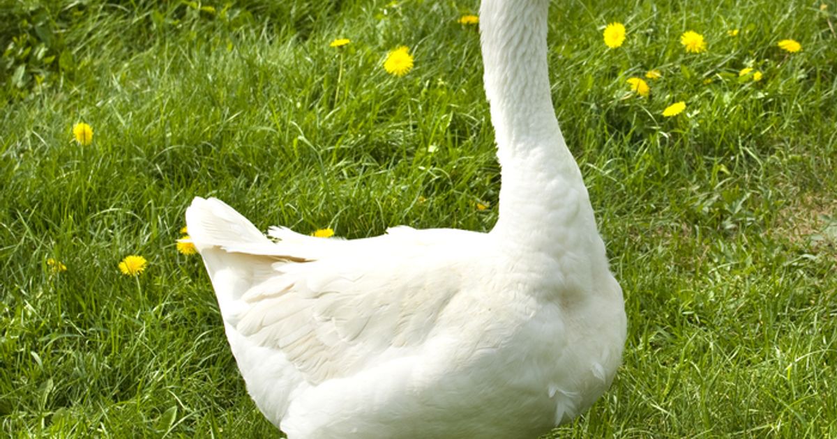 Tradition-zu-Martini-Warum-das-heimische-Ganserl-so-selten-auf-dem-Teller-landet