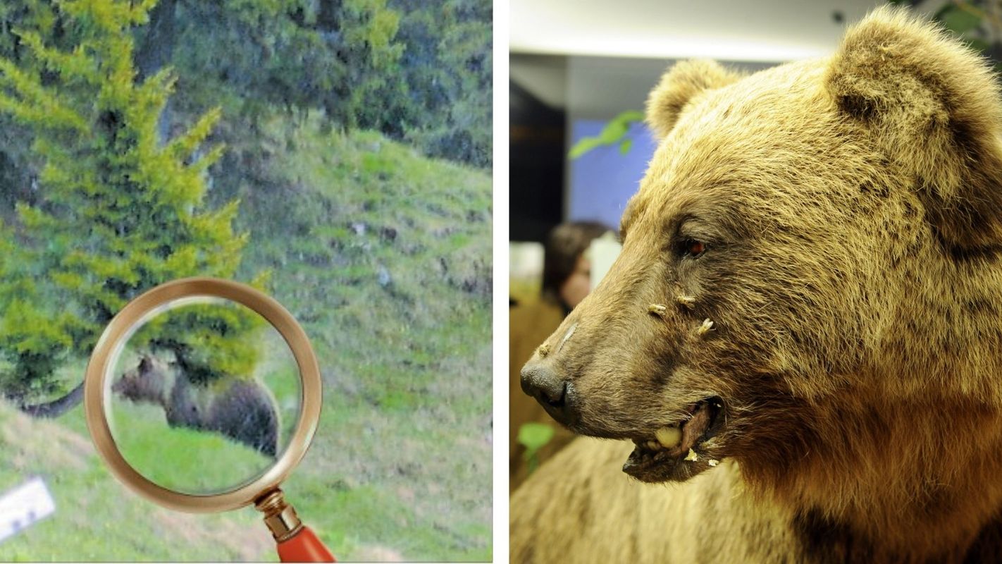 Blick ins Archiv: Wie Bär Bruno vor 20 Jahren die Alpenwelt 