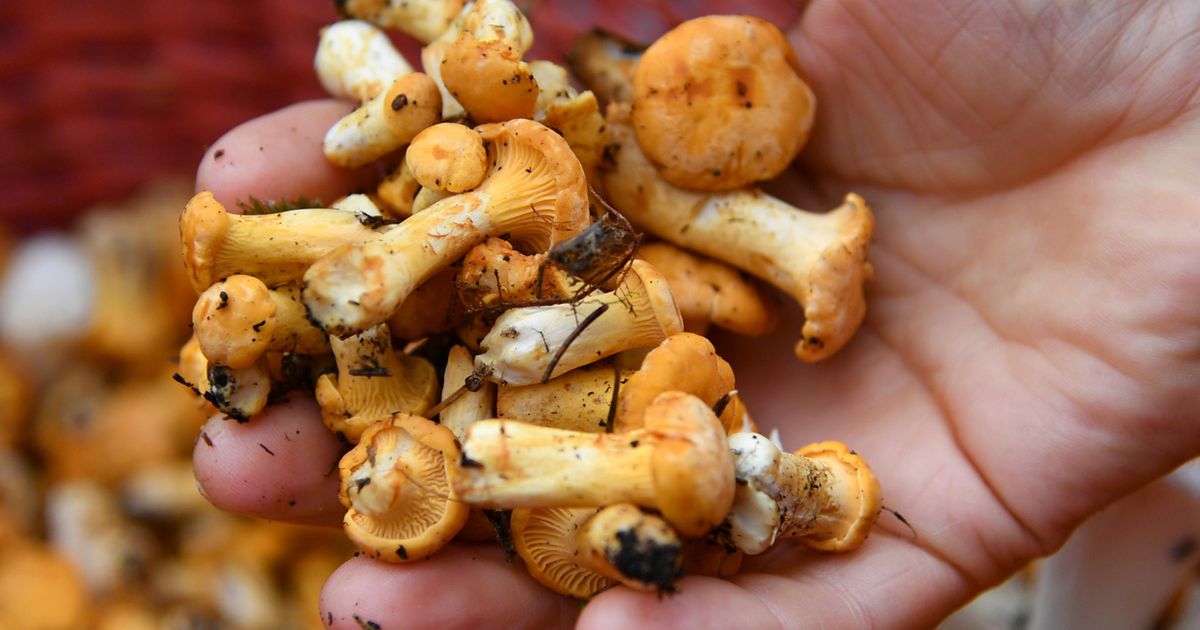 Off to Tyrol's forests: Ten tips for successful mushroom hunting this ...