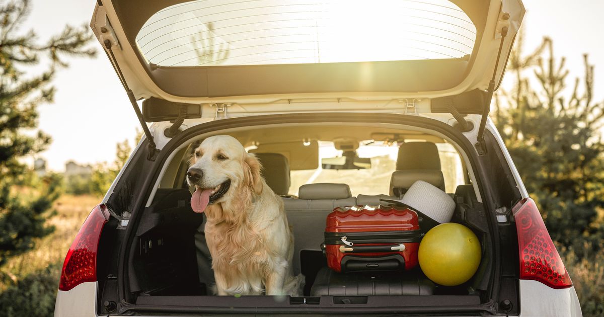 Diese-Vorbereitungen-m-ssen-f-r-einen-gemeinsamen-Urlaub-mit-dem-Hund-getroffen-werden