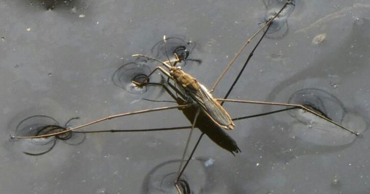 Gro-e-Vielfalt-von-Wasserl-ufern-schon-in-Dino-Zeit