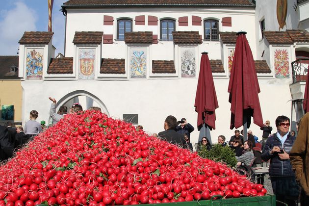 Tonnenweise Radieschen konnten die Besucher in Hall anschauen, verkosten und fotografieren.