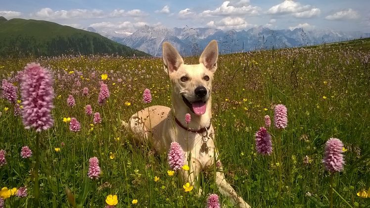Wanderung auf dem Rangger Köpfl.