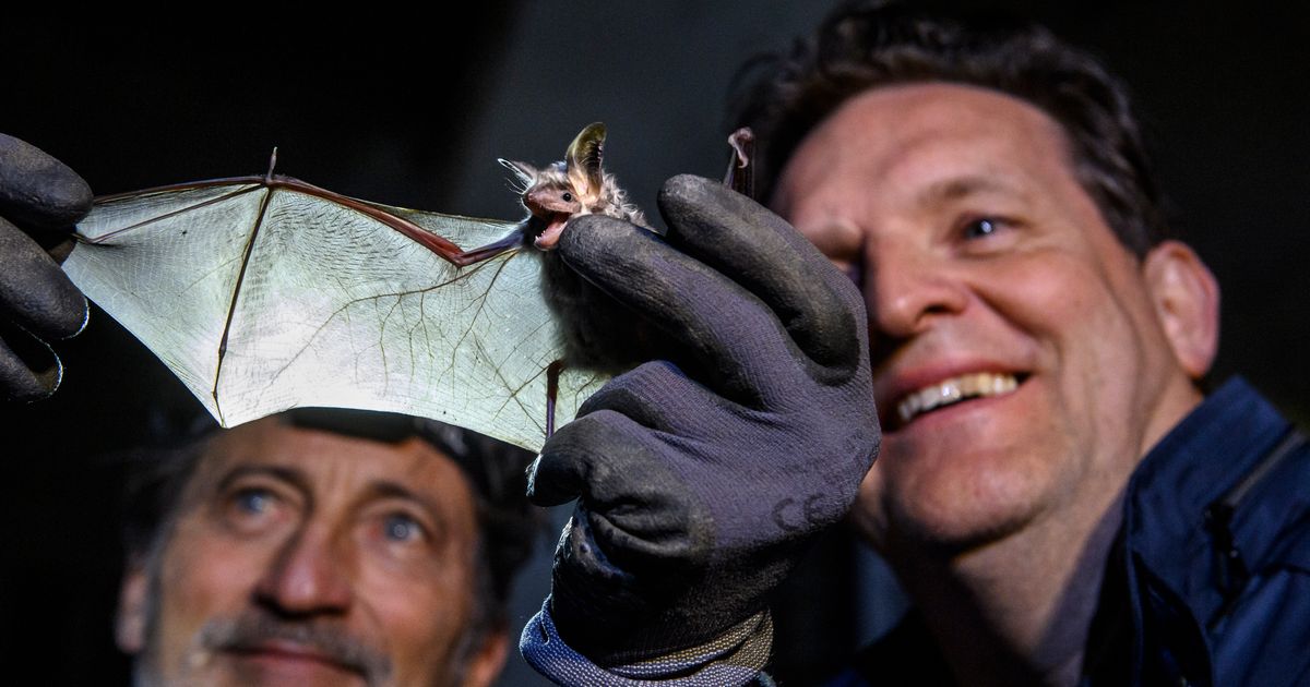 Warum-das-Land-Tirol-nach-einer-neuen-L-sung-f-r-den-Fledermausschutz-sucht