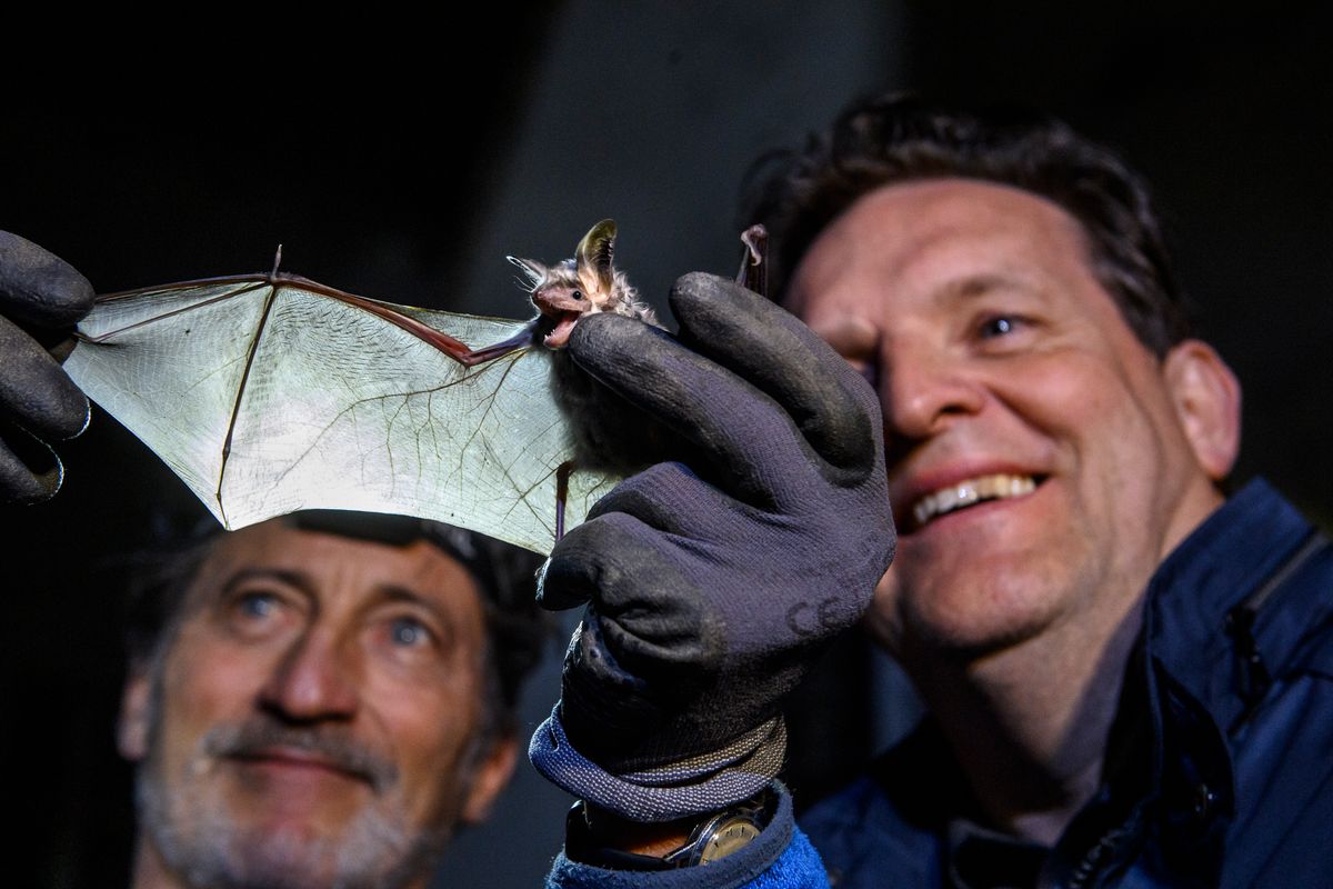 Warum das Land Tirol nach einer neuen Lösung für den Fledermausschutz sucht