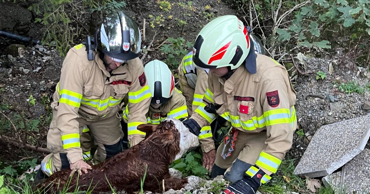 Feuerwehr-rettete-neugeborenes-Kalb-Lucky-aus-Bach-in-Aschau-bei-Kirchberg