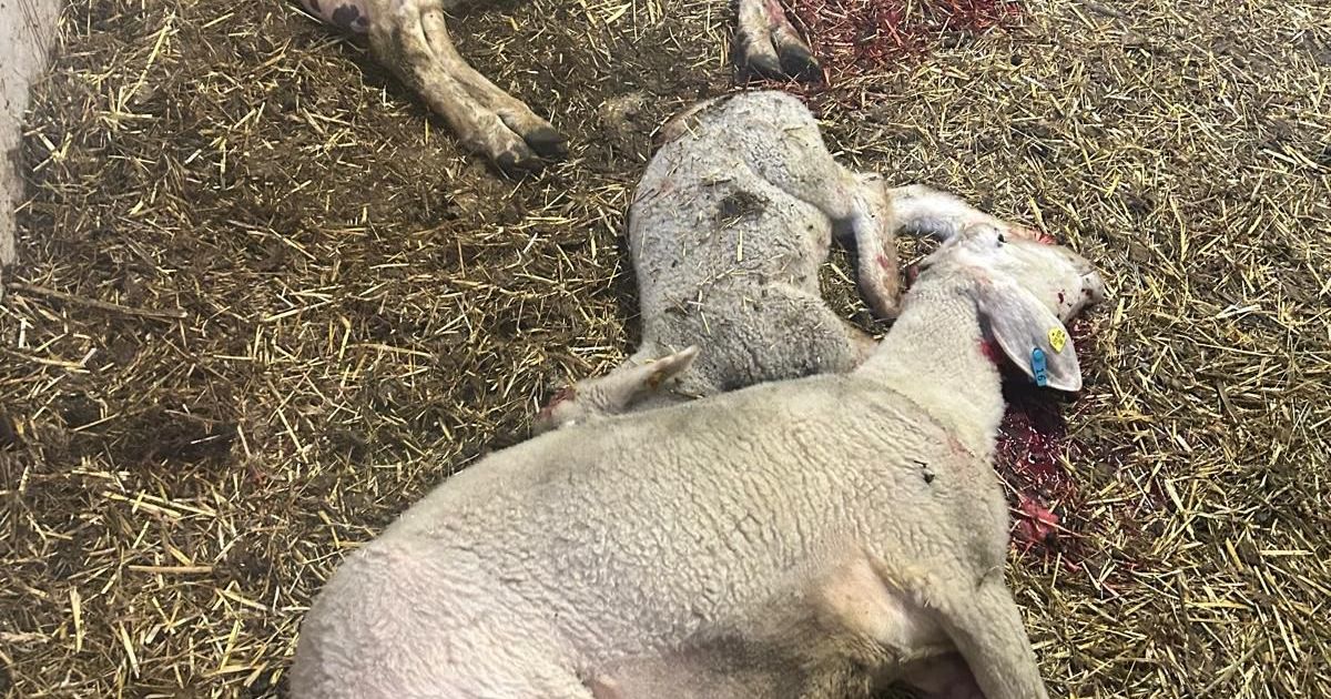 17-Schafe-tot-verletzt-oder-abg-ngig-Paznauner-B-uerin-ertappte-Wolf-in-flagranti