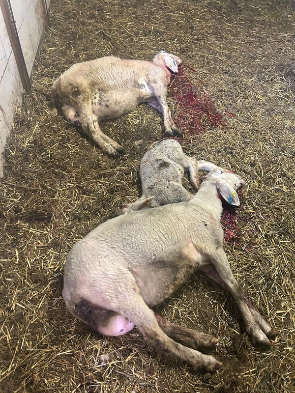 17 Schafe tot, verletzt oder abgängig: Paznauner Bäuerin ertappte Wolf in flagranti
