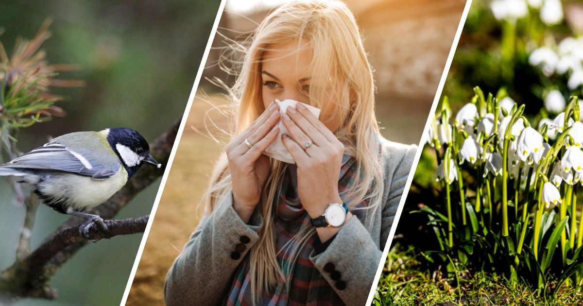 Von-Pollenfalle-bis-Blumenuhr-Diese-acht-Dinge-muss-man-ber-den-Fr-hling-wissen