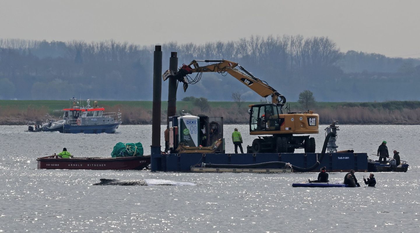Gestrandeter Buckelwal: Rettungsversuch trotz geringer Überlebenschancen