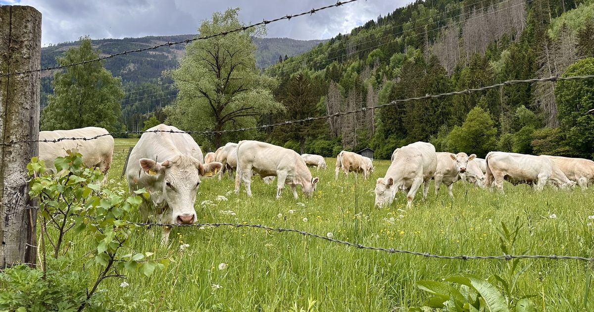 Frau-in-Osttirol-von-K-hen-get-tet-Offenbar-befand-sich-Hund-in-der-N-he-der-Herde